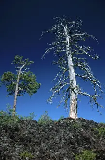 Mold: Lava Cast Forest, Oregon