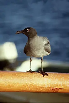 Gulls: LAVA / Dusky GULL
