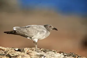 Gulls: LAVA / Dusky GULL