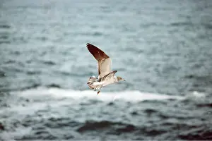 Gulls: LAVA / Dusky GULL - in flight
