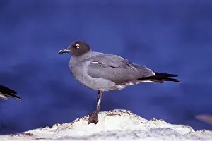 Gulls: LAVA / Dusky GULL - on rock, endemic