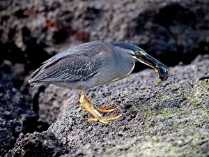 Butorides: Lava / Galapagos Heron - with fish in beak