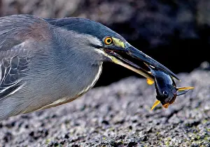 Sundevalli: Lava / Galapagos Heron - with fish in beak
