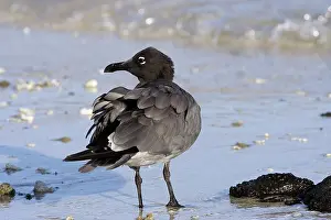 Fuliginosus: Lava Gull