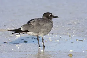 Fuliginosus: Lava Gull