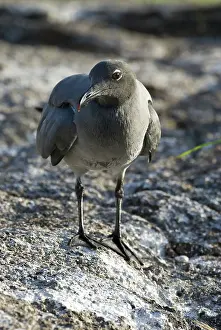 Genovesa: Lava gull