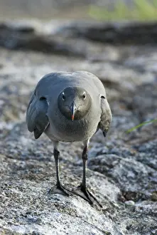 Genovesa: Lava gull