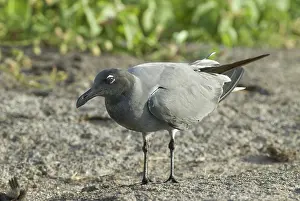 Genovesa: Lava gull