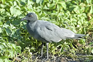 Genovesa: Lava gull