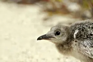 Nestling: Lava Gull