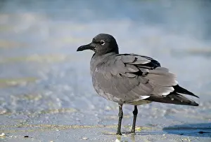 Fuliginosus: Lava Gull - endemic