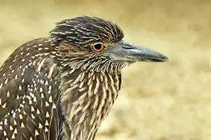 Butorides: Lava Heron