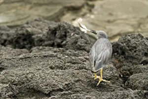 Striated: Lava heron