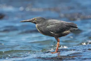 Sundevalli: Lava Heron - endemic Galapagos heron, feeding on
