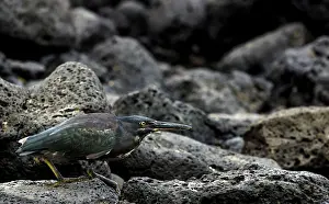 Butorides: Lava Heron on lava rock in hunting position