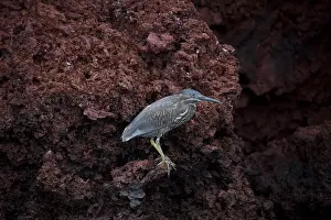 181017: Lava Heron - Perched on a rock face - Rabida Island