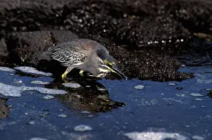 Isabela: Lava Heron stalks a crab