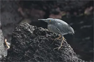 Seymour: Lava Heron - standing on a rock - North Seymour