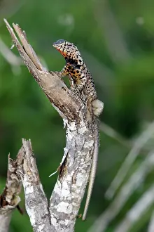 Tropidurus: Lava Lizard
