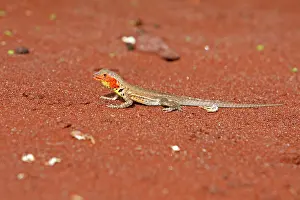 Grayi: Lava Lizard