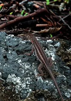 Microlophus: Lava Lizard