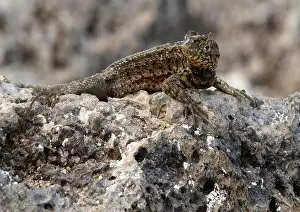 Plaza: Lava Lizard
