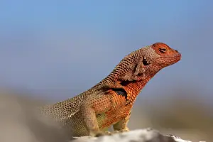 Tropidurus: Lava Lizard (Tropidurus sp.)