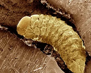 Punctatum: Lavae of Woodworm or Furniture Beetle