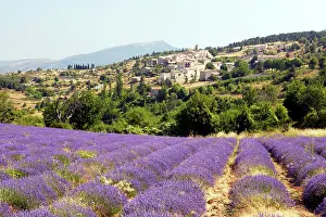 Latifolia: Lavandin - Lavender