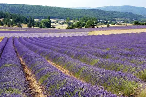 Latifolia: Lavandin - Lavender