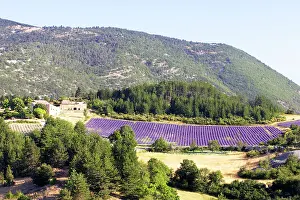 Latifolia: Lavandin - Lavender