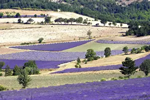 Latifolia: Lavandin - Lavender