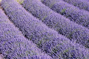 Latifolia: Lavandin - Lavender