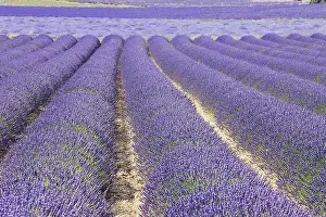 Latifolia: Lavandin - Lavender