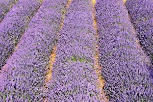 Latifolia: Lavandin - Lavender