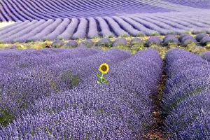 Latifolia: Lavandin - Lavender - with single Sunflower