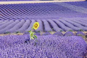 Latifolia: Lavandin - Lavender - with single Sunflower