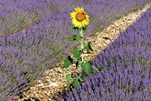 Latifolia: Lavandin - Lavender - with single Sunflower