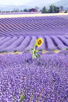 Latifolia: Lavandin - Lavender - with Sunflower