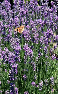 Vanessa: Lavandula - Bowles Variety with Painted Lady Butterfly