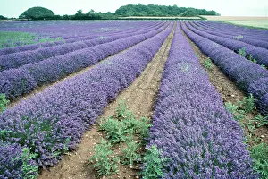 Lavendula: LAVENDER