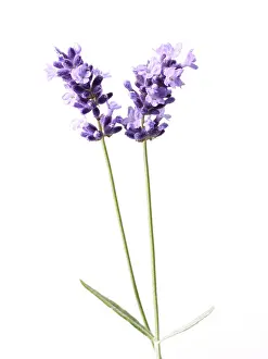 Augustifolia: Lavender