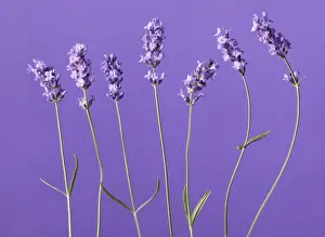 Augustifolia: Lavender