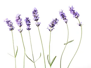 Augustifolia: Lavender