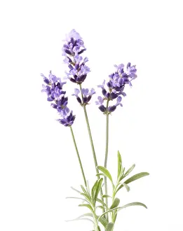 Augustifolia: Lavender