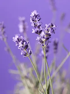 Augustifolia: Lavender