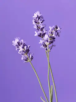 Augustifolia: Lavender