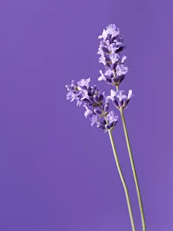 Augustifolia: Lavender
