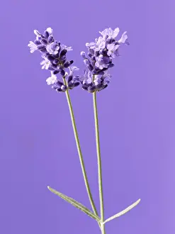 Augustifolia: Lavender