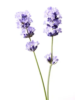 Augustifolia: Lavender